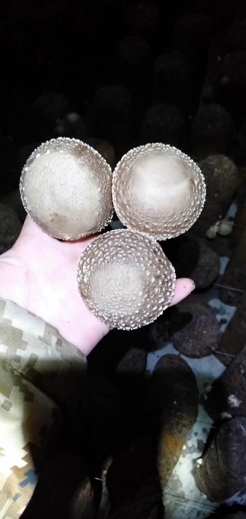 食用菌香菇00912808