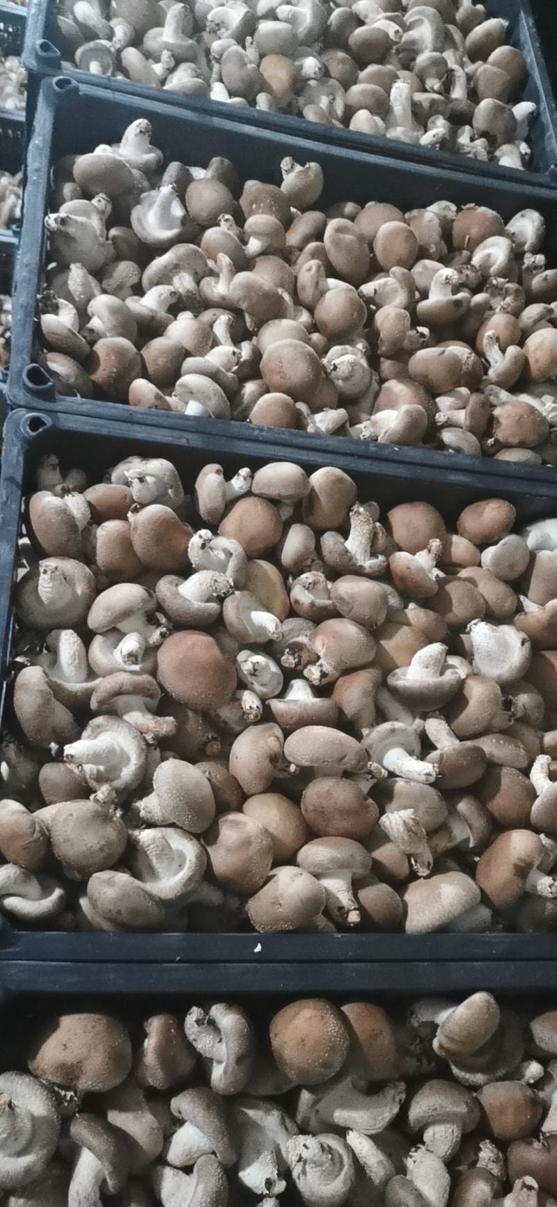 食用菌香菇00912808