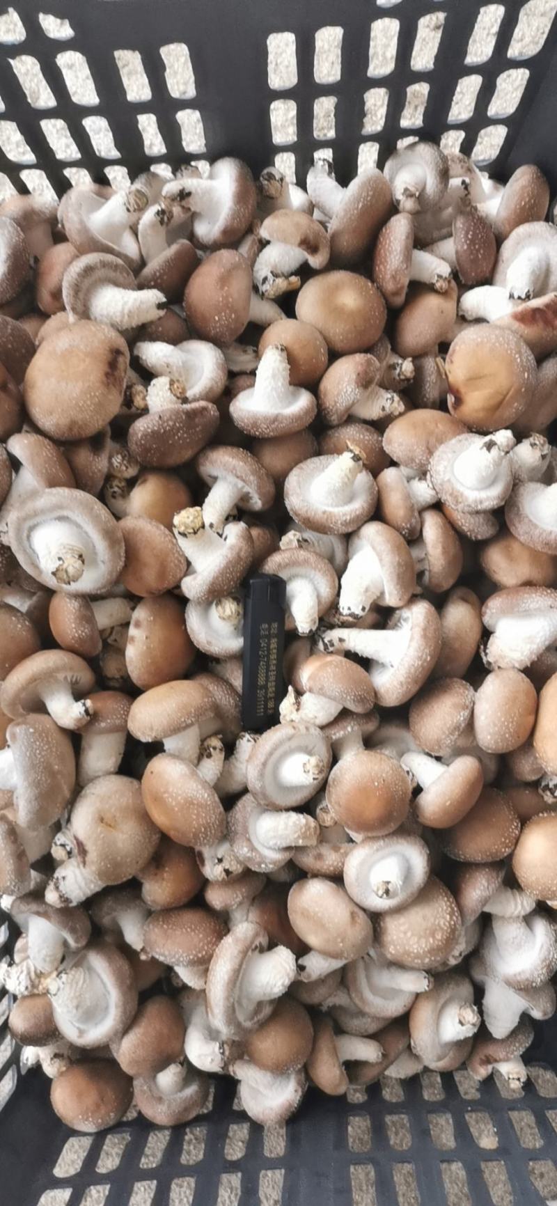 食用菌香菇00912808