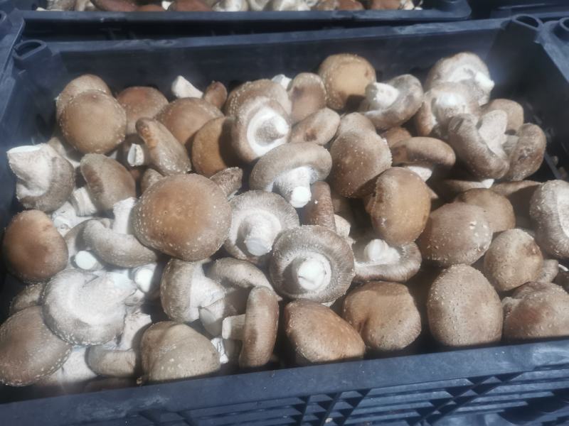 食用菌香菇00912808
