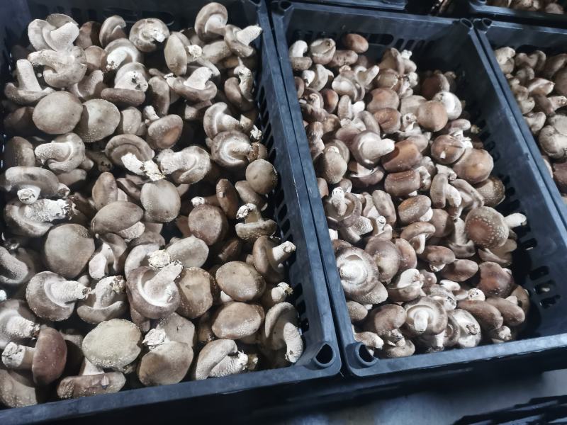 食用菌香菇00912808