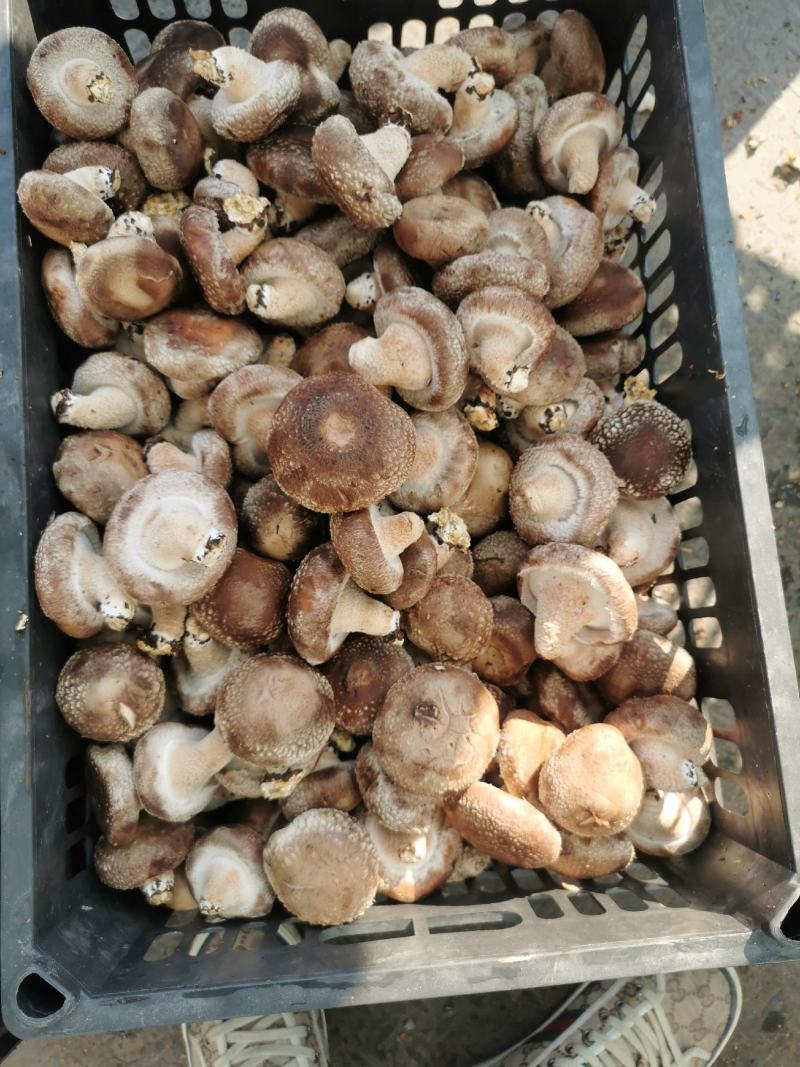 食用菌香菇00912808