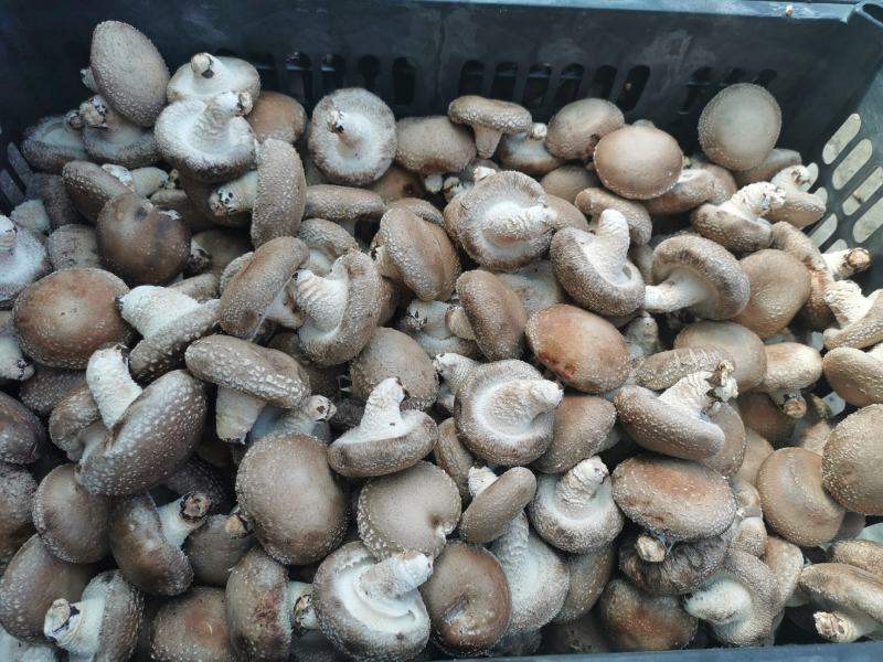 食用菌香菇00912808