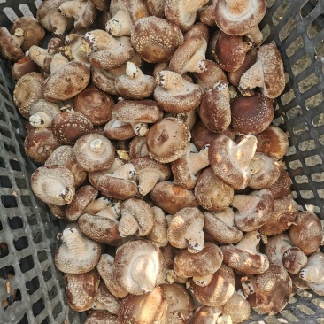 食用菌香菇00912808