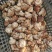 食用菌香菇00912808