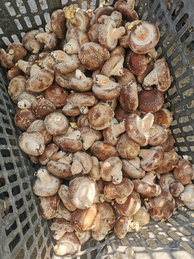 食用菌香菇00912808