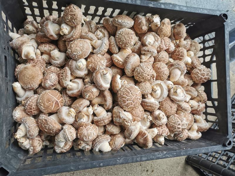 食用菌香菇00912808