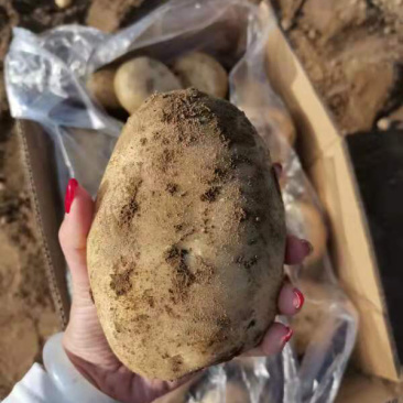 云南丽署六号六千亩新货上市，欢迎各位老板询价合作！