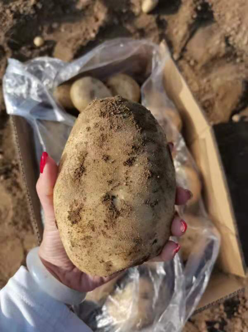 云南丽署六号六千亩新货上市，欢迎各位老板询价合作！