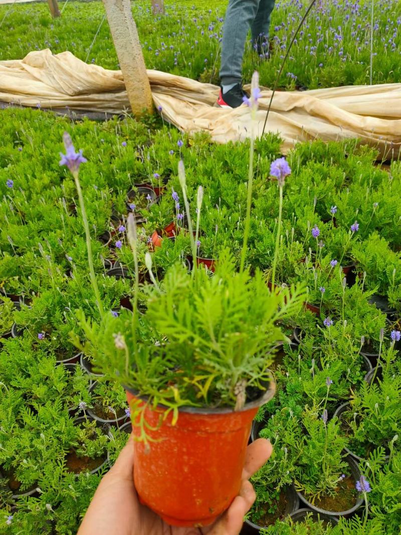 薰衣草批发，薰衣草价格，薰衣草花海种苗，全国发货