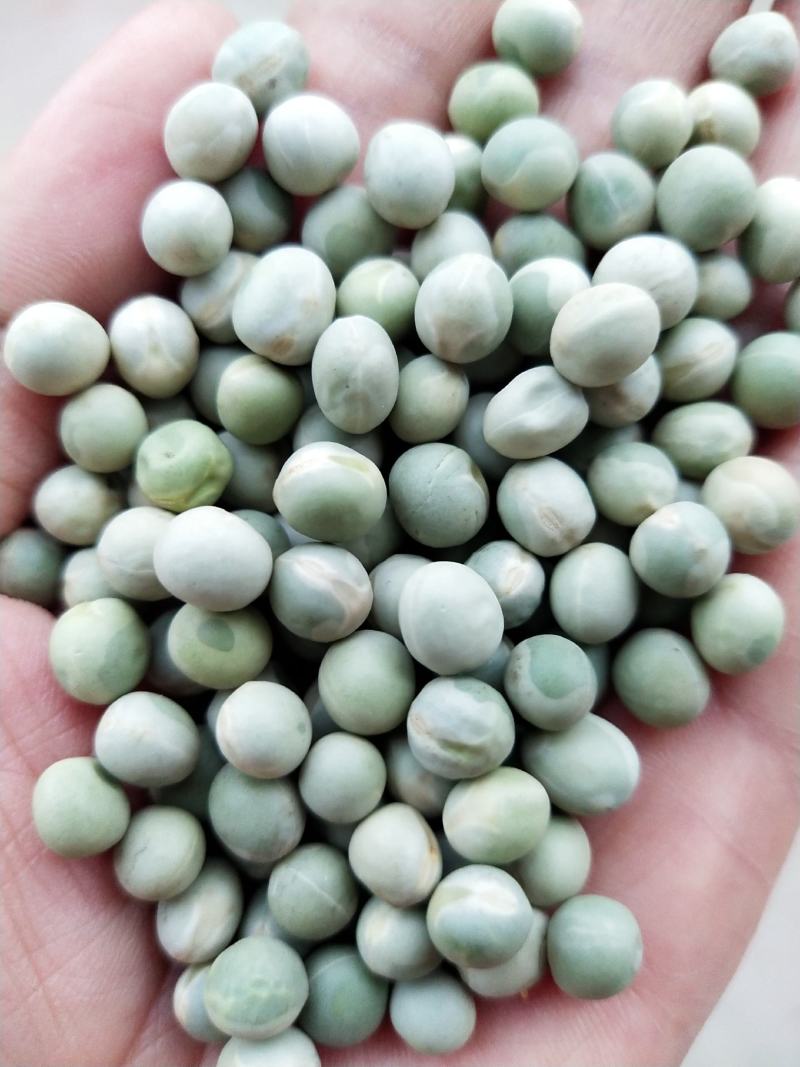 青豌豆干青豌豆磨粉豌豆绿豌豆仁绿豌豆等