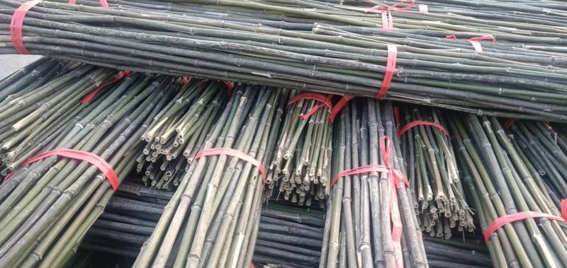 【精品】菜架竹，一手货源，诚心交易，量大从优竹竿撑杆