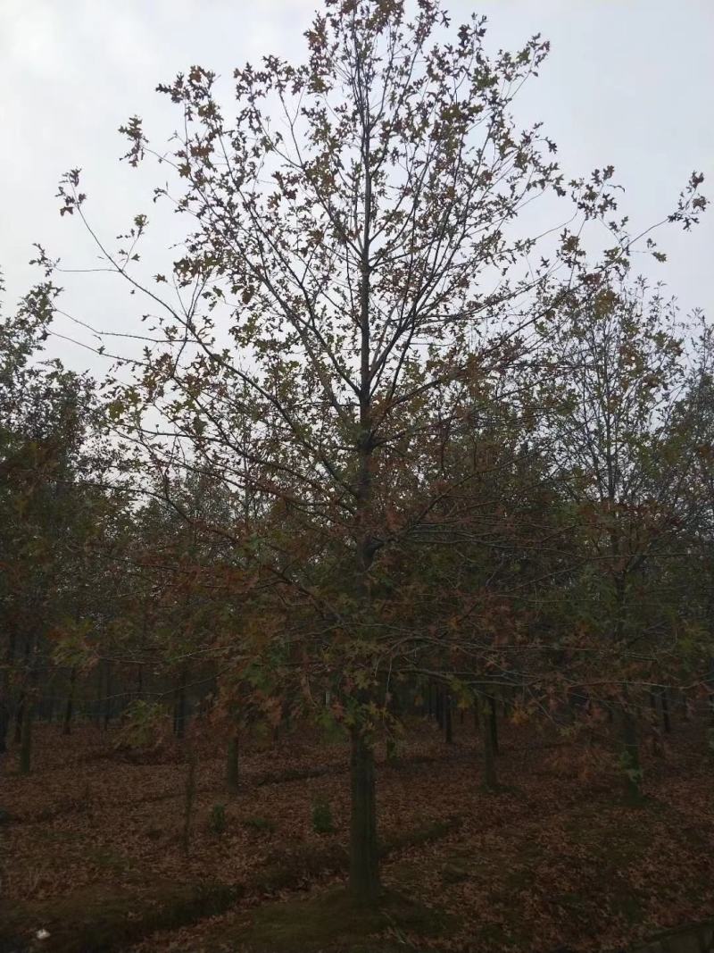 大量低价出售精品2～6公分娜塔栎，量大价优