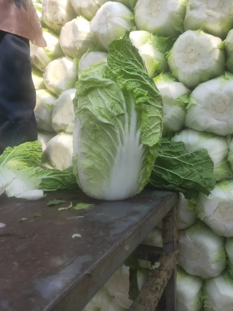 兰陵县黄心白菜陆续上市中，个头均匀无黑心烧边，质量好