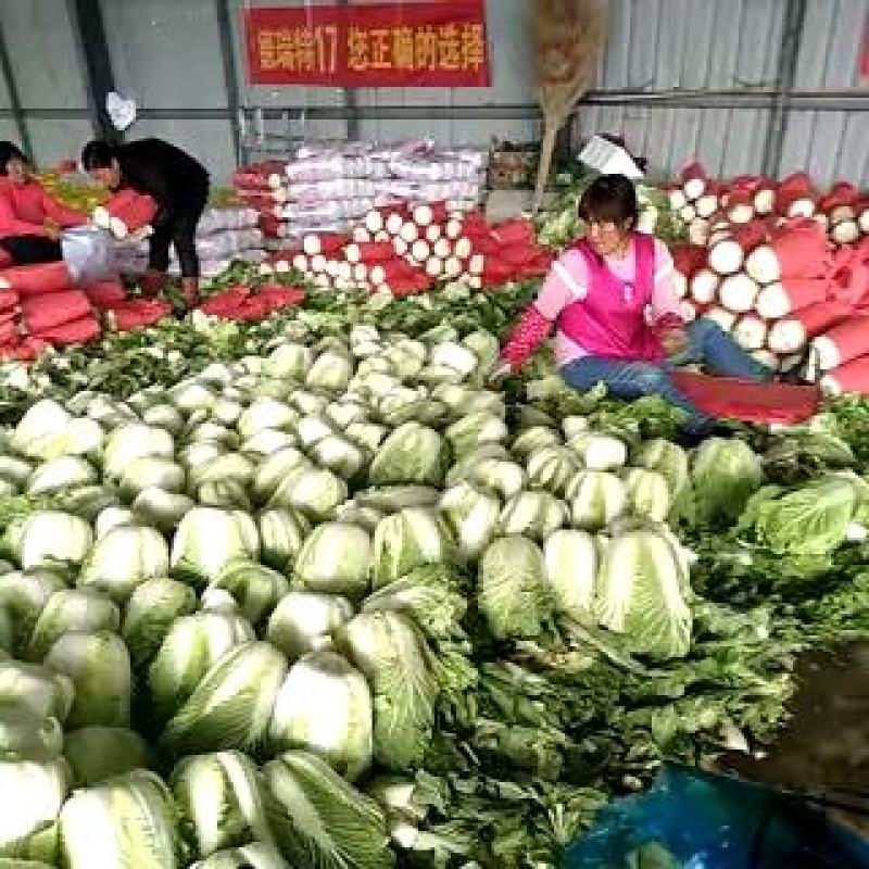 兰陵县黄心白菜陆续上市中，个头均匀无黑心烧边，质量好