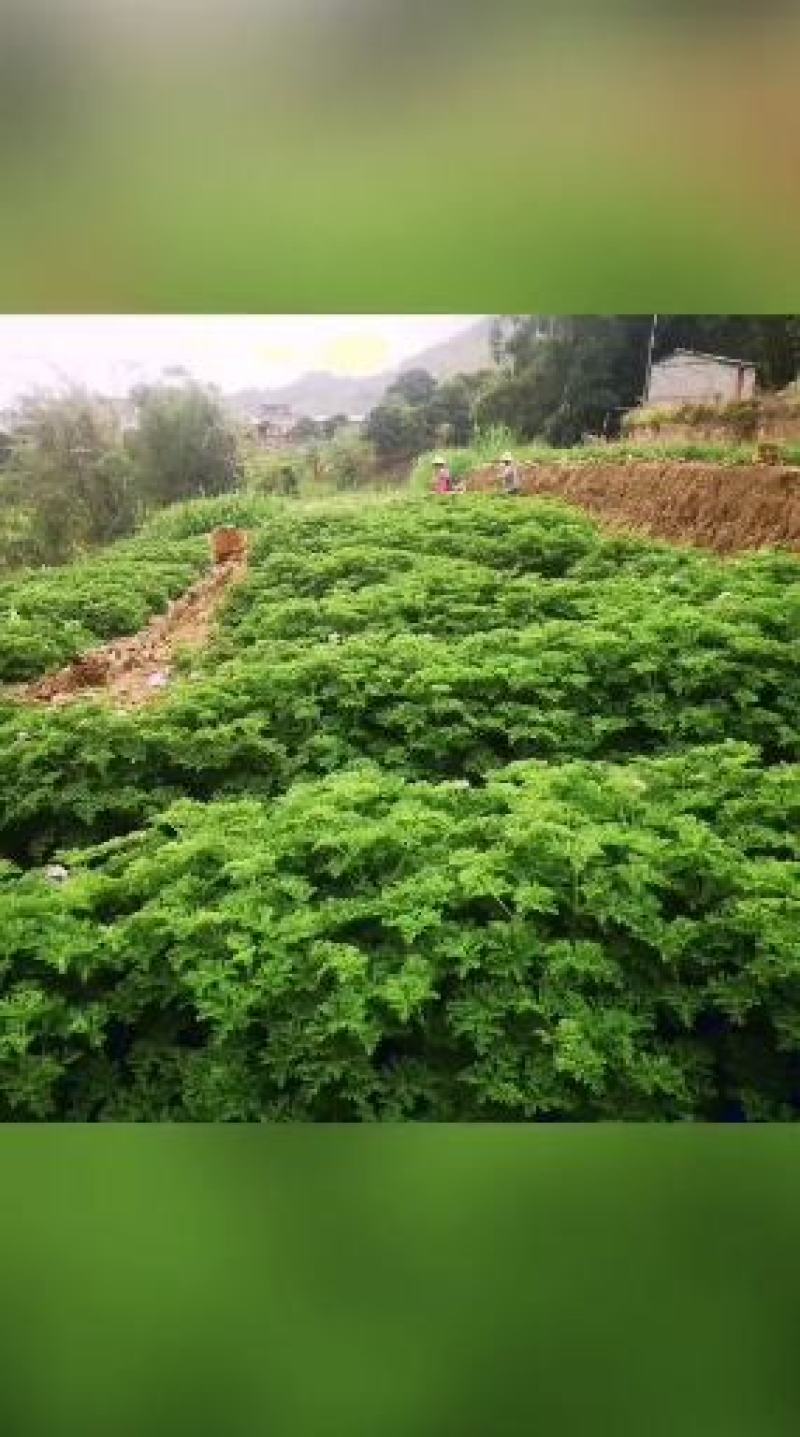 玫瑰天竺葵苗子，盆栽基地直供