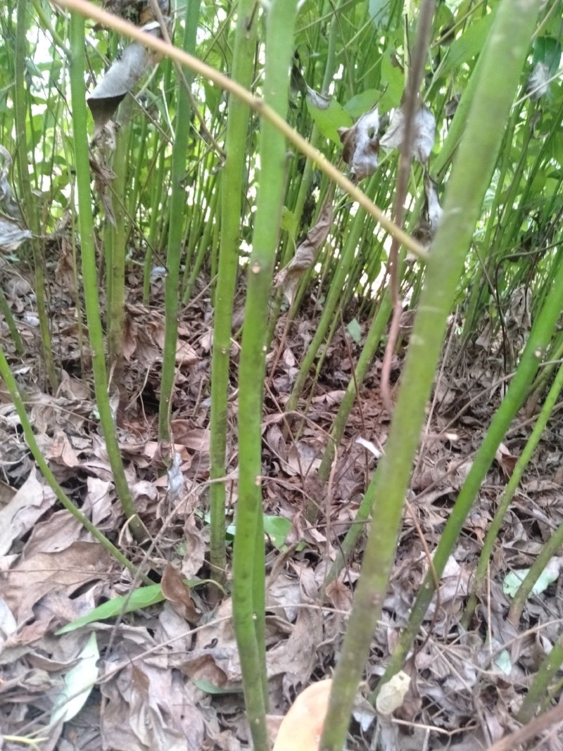 香樟苗、香樟大小规格苗