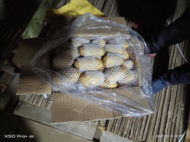 荷兰十五土豆各种标准各种包装满足客户要求