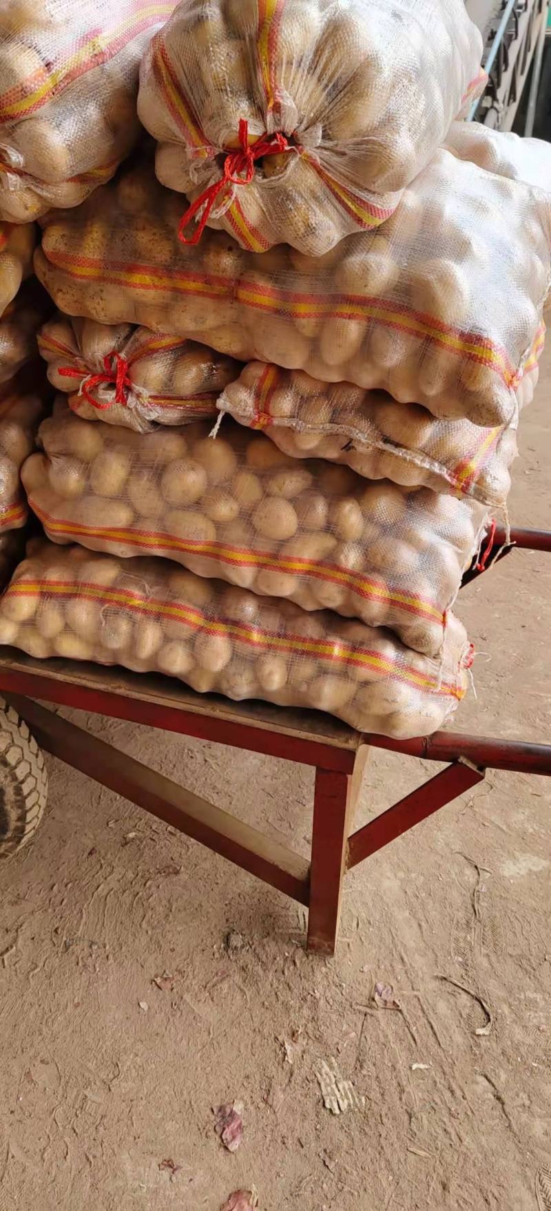 荷兰十五土豆各种标准各种包装满足客户要求