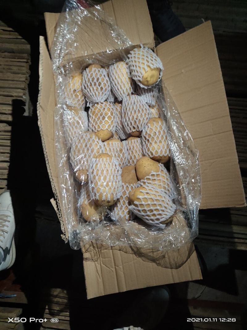 荷兰十五土豆各种标准各种包装满足客户要求