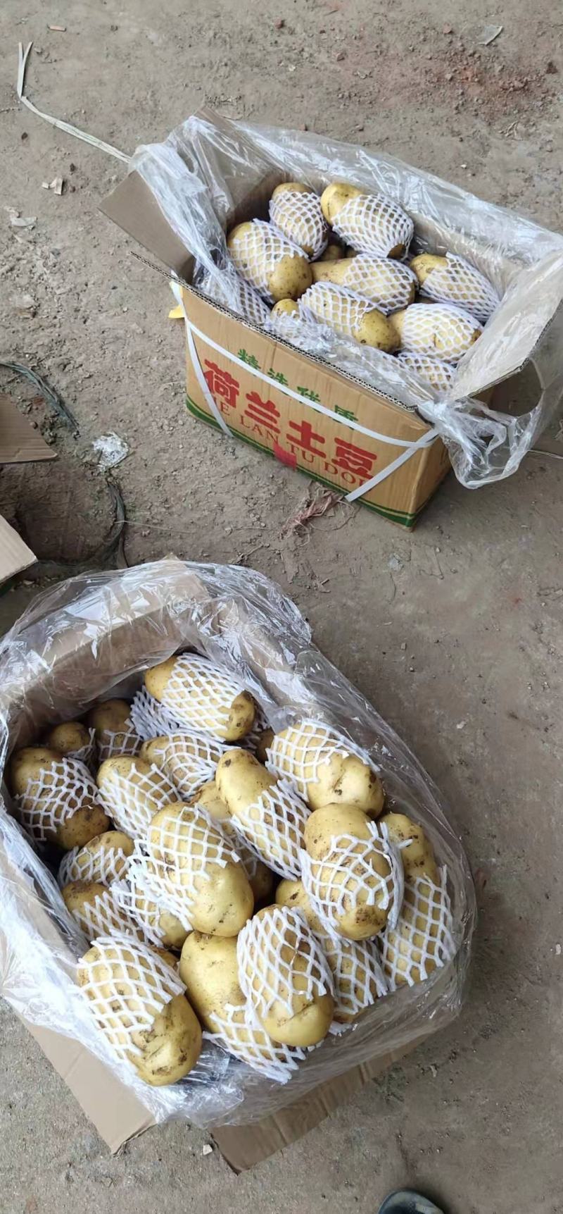 荷兰十五土豆各种标准各种包装满足客户要求