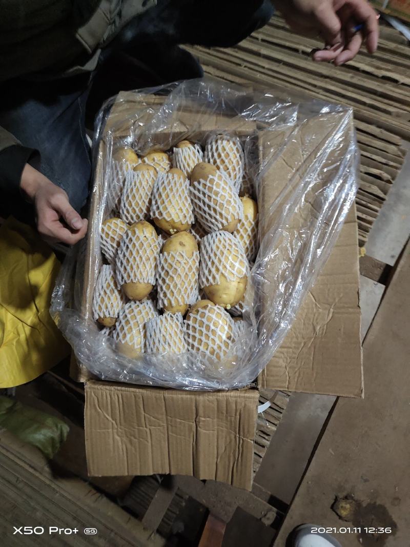 荷兰十五土豆各种标准各种包装满足客户要求