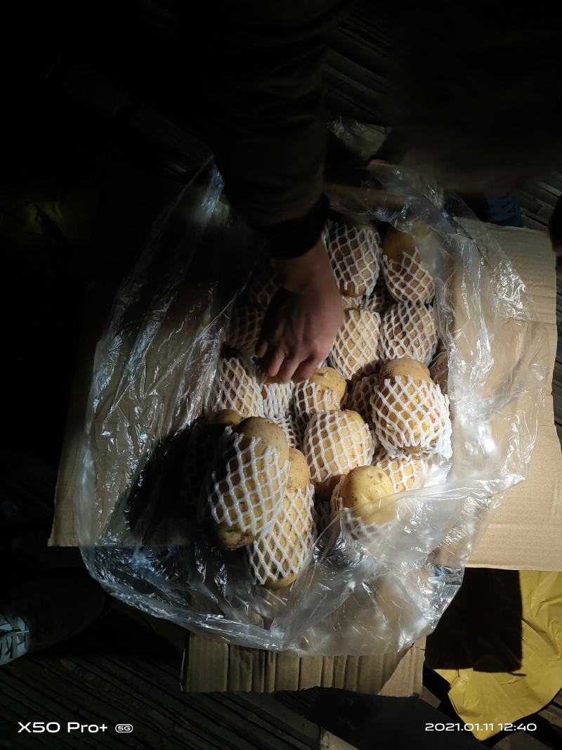 荷兰十五土豆各种标准各种包装满足客户要求