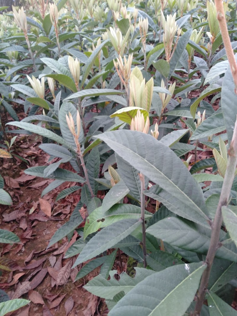枇杷苗，枇杷实生苗，大小苗