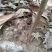 枇杷苗，枇杷实生苗，大小苗