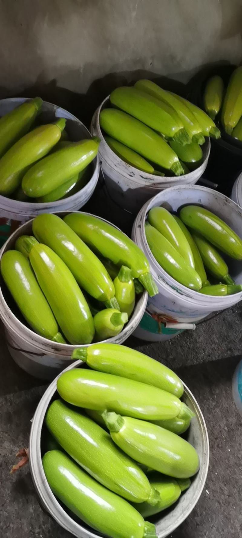 山东省淄博市临淄东石来宾菜场绿皮西葫芦大量有货，价格低廉