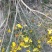 【有好货】大山里自然生长的迎春花，无人工培育纯野生产地直供