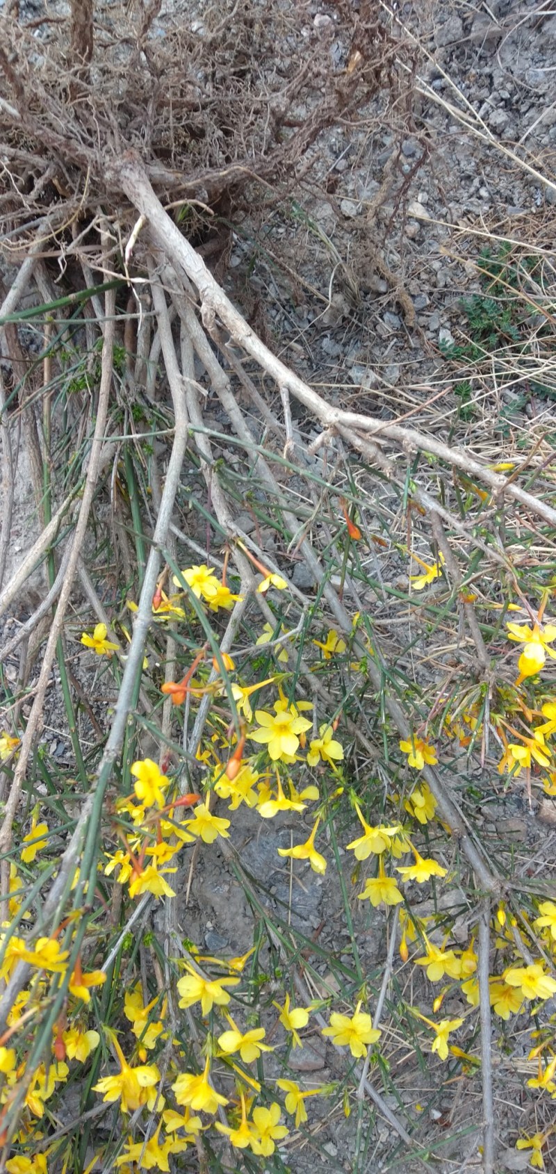 【有好货】大山里自然生长的迎春花，无人工培育纯野生产地直供