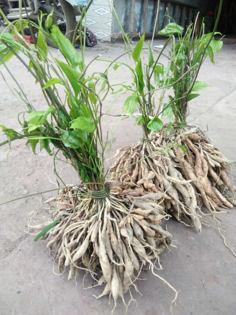 百部苗子，三月份发芽了，野生的种植百分九十五成活率