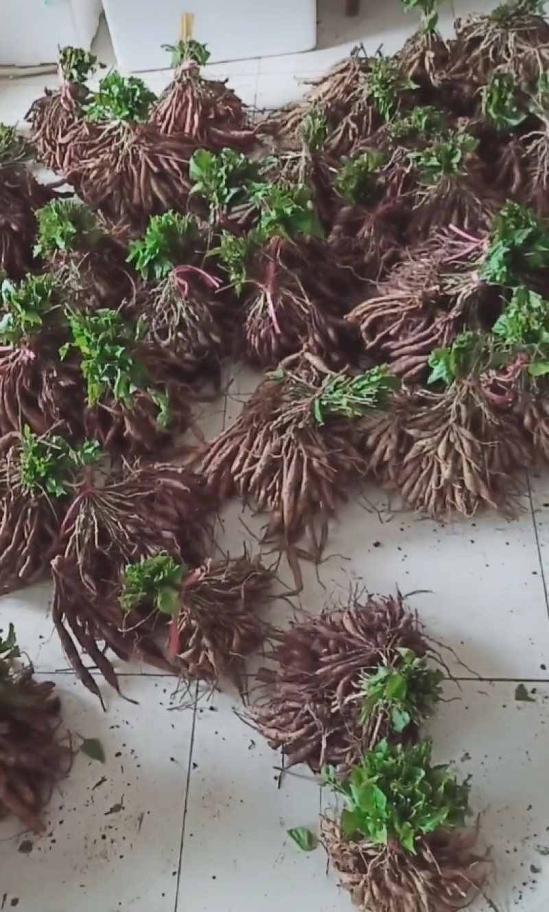 百部苗子，三月份发芽了，野生的种植百分九十五成活率
