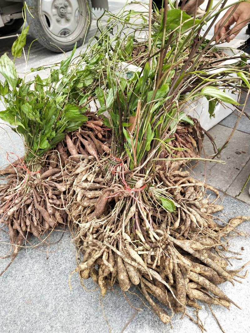 百部苗子，三月份发芽了，野生的种植百分九十五成活率