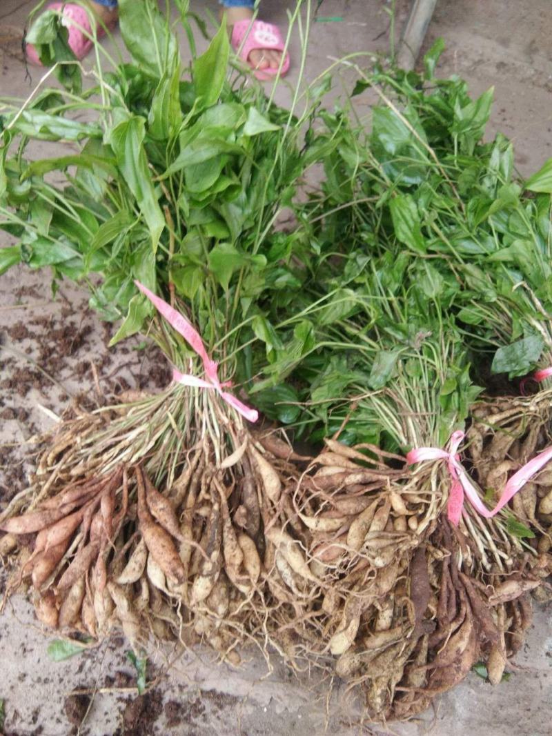 百部苗子，三月份发芽了，野生的种植百分九十五成活率