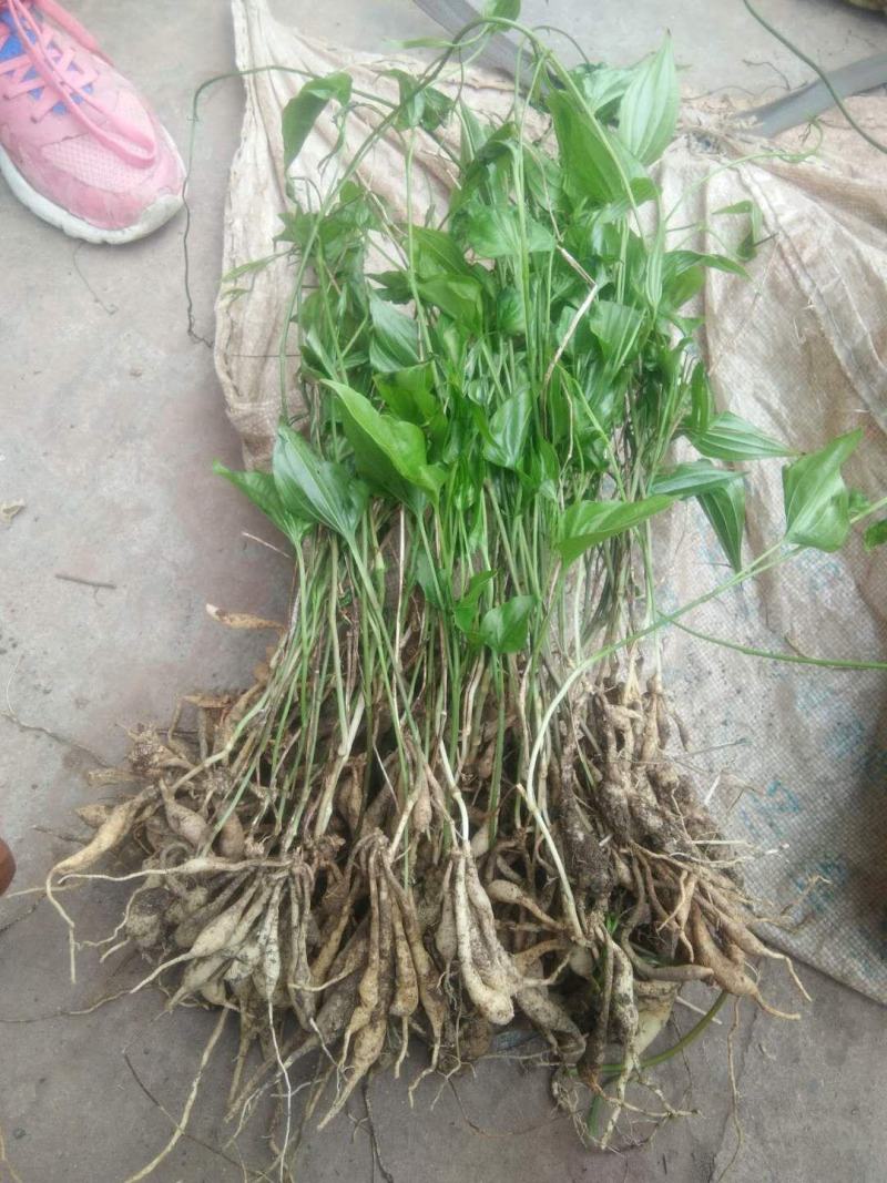 百部苗子，三月份发芽了，野生的种植百分九十五成活率