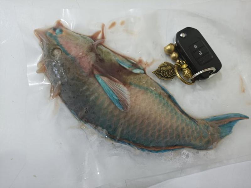 斑胡椒鲷鱼-深海珊瑚礁鱼批发尽在锦福益海