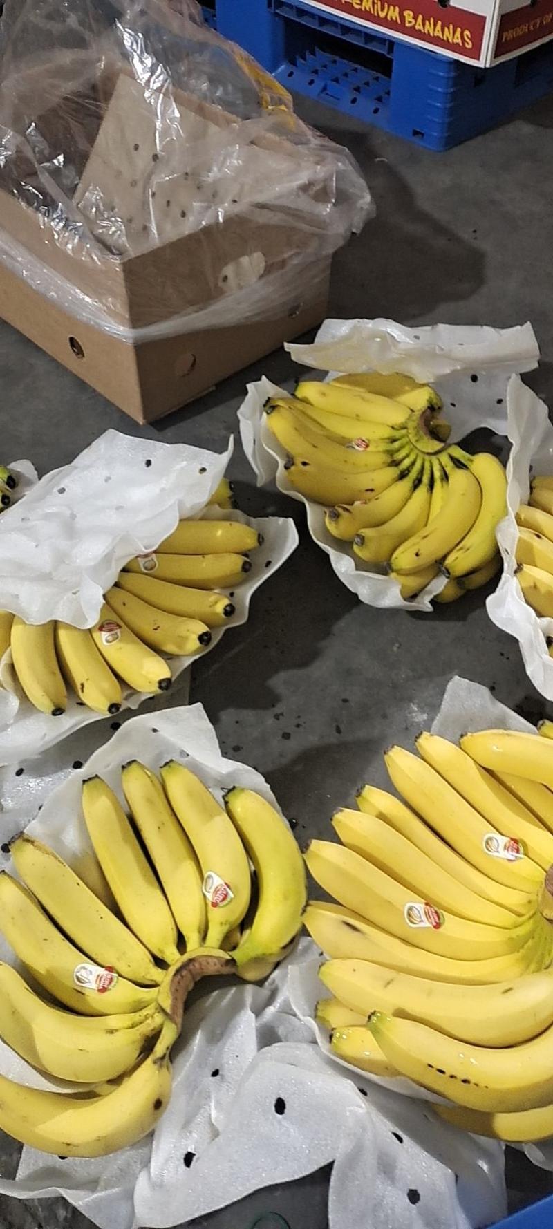 常年供应特价精品菲律宾进口香蕉30斤一箱只要19.9