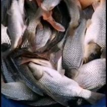 鲤鱼出售鲜活各种优质成品鱼