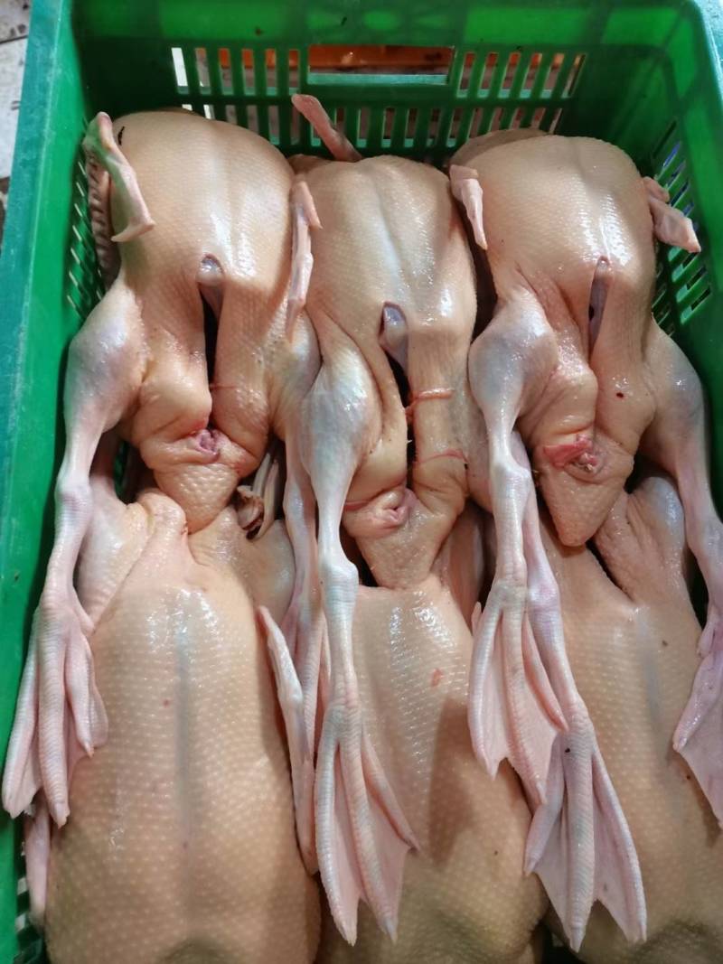 批发白条鸭白条鹅批发鸭肠鹅肠白条樱桃谷鹅肝鹅胗