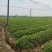 半夏种球干货种植基地自产自销全干野生货