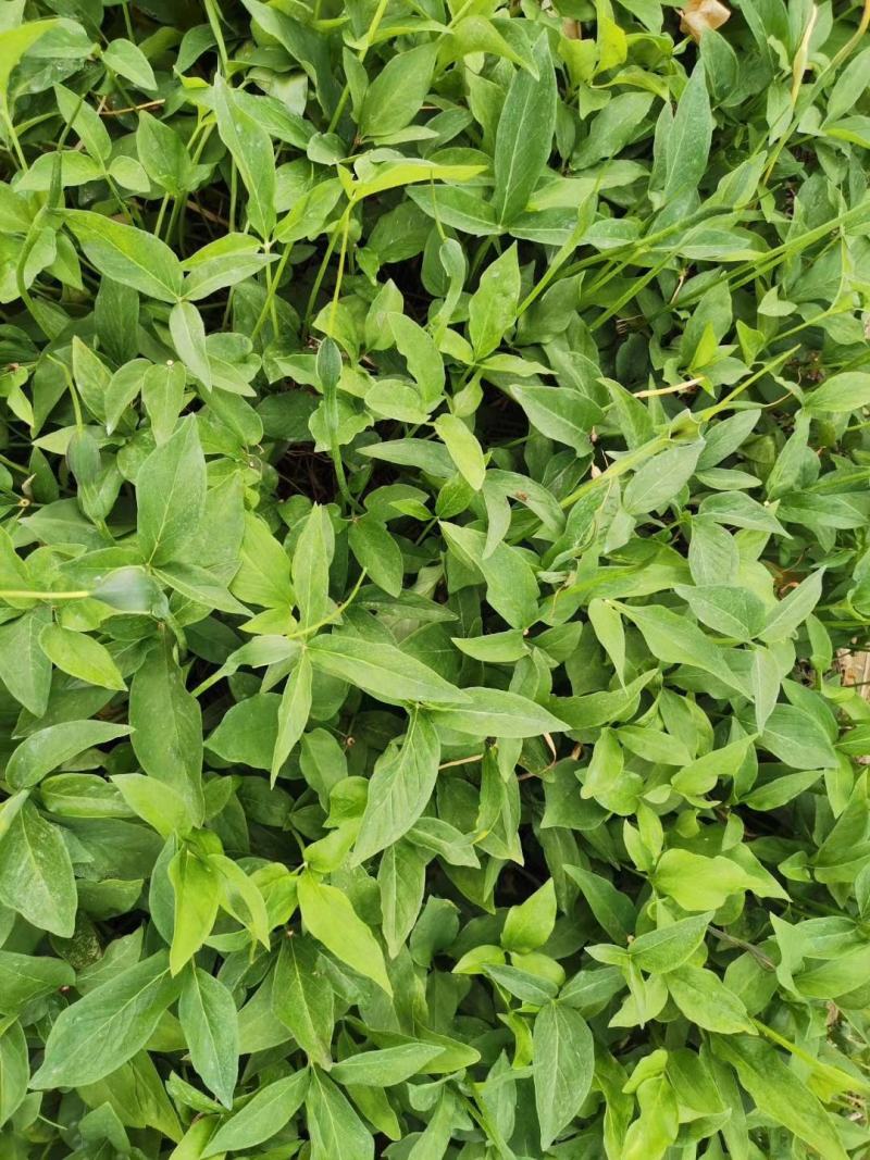 半夏种球干货种植基地自产自销全干野生货