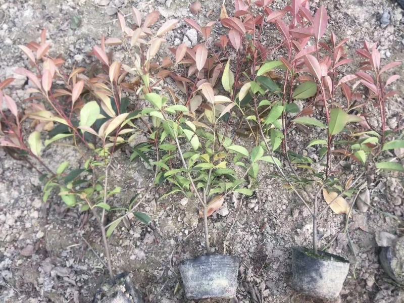营养体红叶石楠杯苗高度30起步至6013✖️15