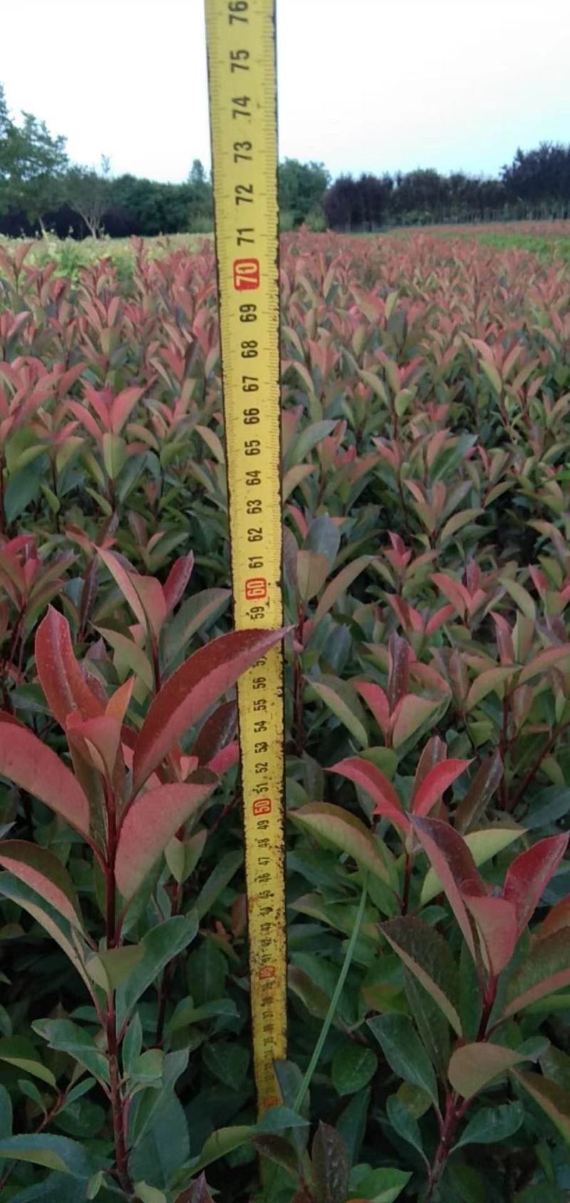 营养体红叶石楠杯苗高度30起步至6013✖️15