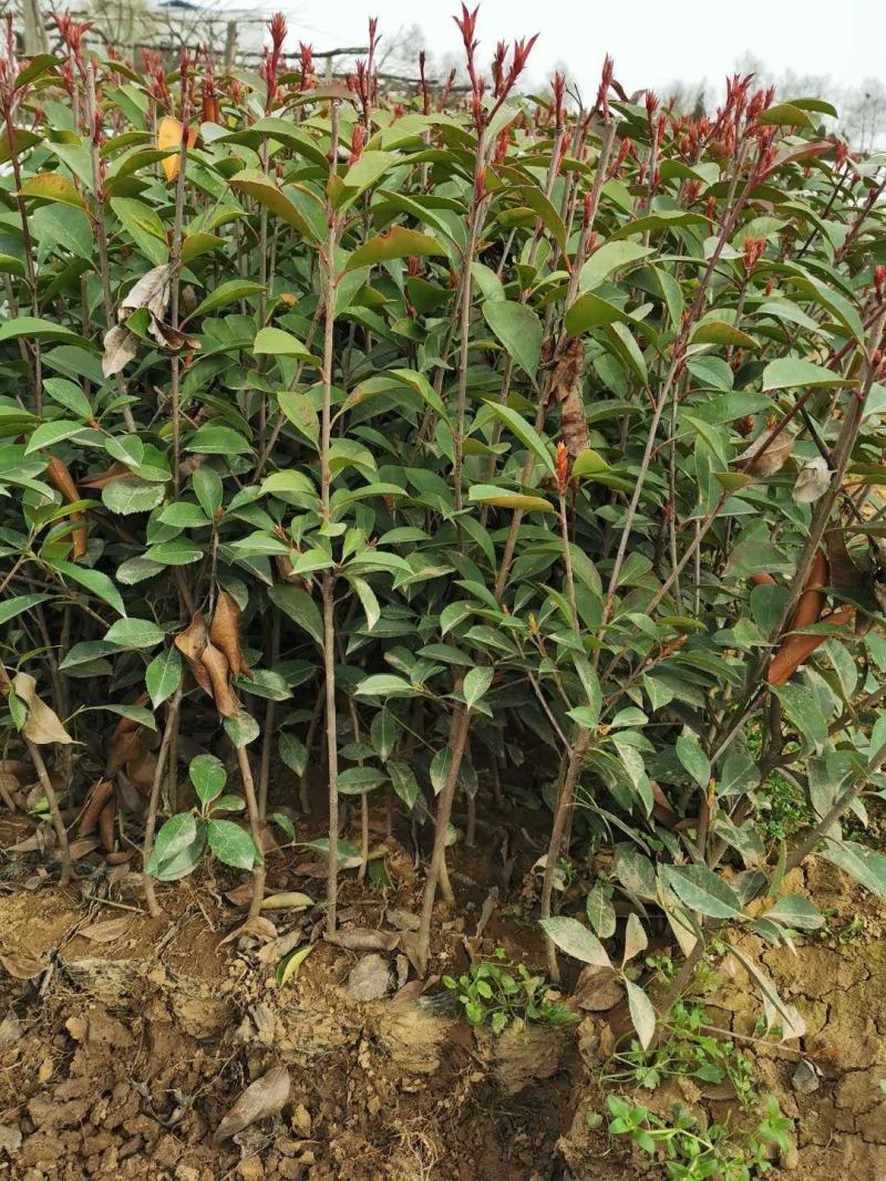 营养体红叶石楠杯苗高度30起步至6013✖️15