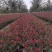 营养体红叶石楠杯苗高度30起步至6013✖️15