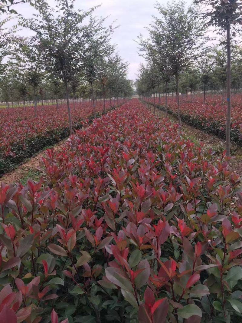 营养体红叶石楠杯苗高度30起步至6013✖️15