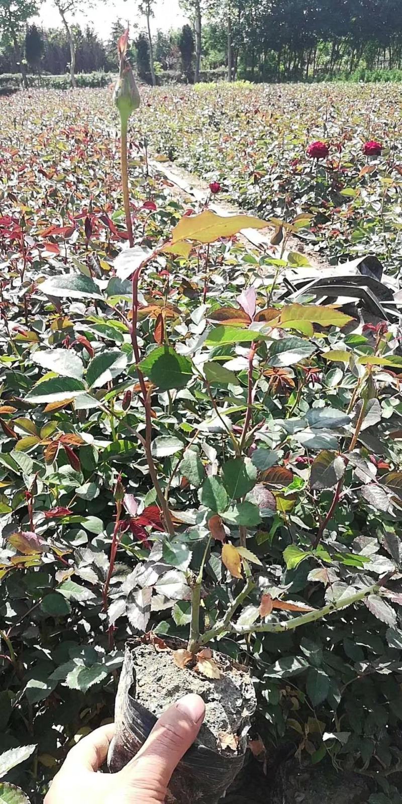 营养体红叶石楠杯苗高度30起步至6013✖️15