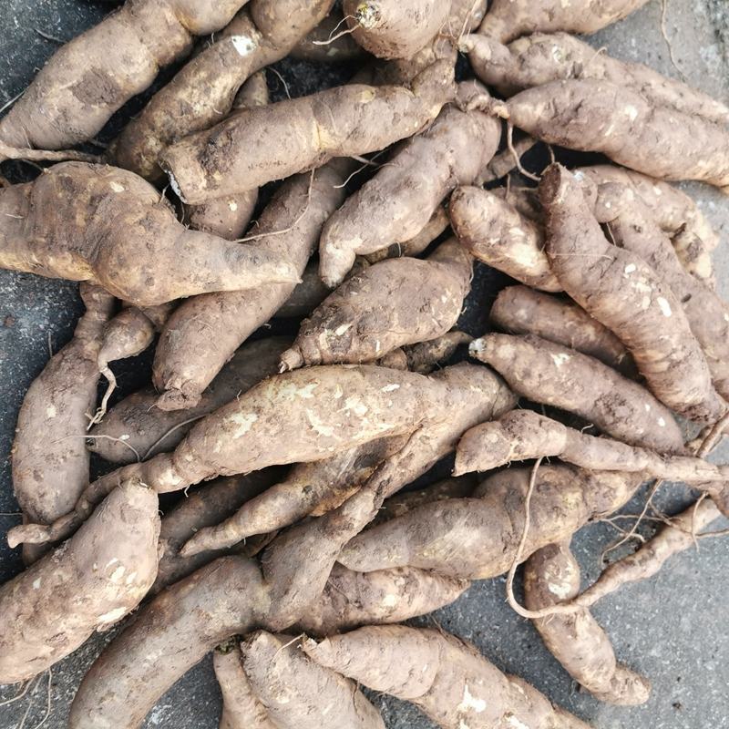 福薯央子专门吃地瓜叶品种菜用苗叶用甘薯种
